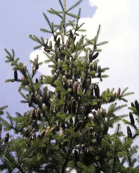Abies Balsamea Tree Abies Balsamea Tree